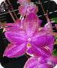 Phal. Miki Sabina 803
